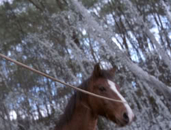 extant_XenaWarriorPrincess_5x04-AnimalAttraction_0312