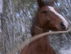 extant_XenaWarriorPrincess_5x04-AnimalAttraction_0316