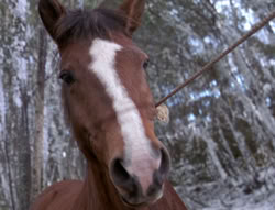 extant_XenaWarriorPrincess_5x04-AnimalAttraction_0321
