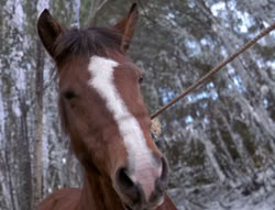 extant_XenaWarriorPrincess_5x04-AnimalAttraction_0322