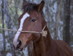 extant_XenaWarriorPrincess_5x04-AnimalAttraction_0397