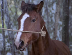 extant_XenaWarriorPrincess_5x04-AnimalAttraction_0398
