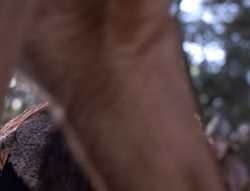 extant_XenaWarriorPrincess_5x04-AnimalAttraction_0403