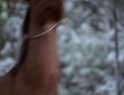 extant_XenaWarriorPrincess_5x04-AnimalAttraction_0420