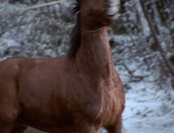 extant_XenaWarriorPrincess_5x04-AnimalAttraction_0422