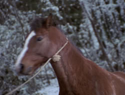 extant_XenaWarriorPrincess_5x04-AnimalAttraction_0423