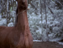 extant_XenaWarriorPrincess_5x04-AnimalAttraction_0427