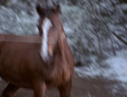 extant_XenaWarriorPrincess_5x04-AnimalAttraction_0428