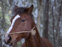 extant_XenaWarriorPrincess_5x04-AnimalAttraction_0432
