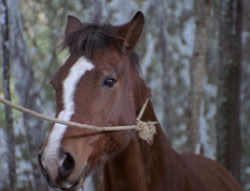 extant_XenaWarriorPrincess_5x04-AnimalAttraction_0439