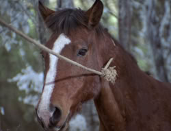 extant_XenaWarriorPrincess_5x04-AnimalAttraction_0447
