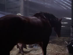 extant_XenaWarriorPrincess_5x04-AnimalAttraction_0512
