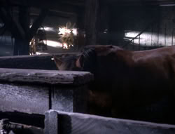 extant_XenaWarriorPrincess_5x04-AnimalAttraction_0526