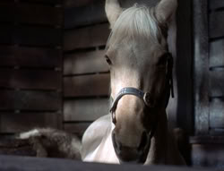 extant_XenaWarriorPrincess_5x04-AnimalAttraction_1374