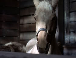 extant_XenaWarriorPrincess_5x04-AnimalAttraction_1375