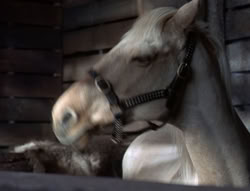 extant_XenaWarriorPrincess_5x04-AnimalAttraction_1386