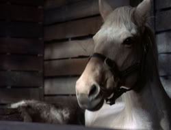 extant_XenaWarriorPrincess_5x04-AnimalAttraction_1387