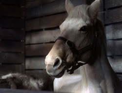 extant_XenaWarriorPrincess_5x04-AnimalAttraction_1388