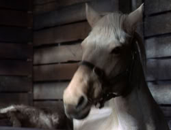 extant_XenaWarriorPrincess_5x04-AnimalAttraction_1389