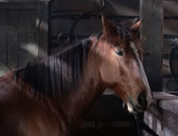 extant_XenaWarriorPrincess_5x04-AnimalAttraction_1393