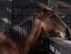 extant_XenaWarriorPrincess_5x04-AnimalAttraction_1394