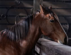 extant_XenaWarriorPrincess_5x04-AnimalAttraction_1395