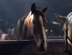 extant_XenaWarriorPrincess_5x04-AnimalAttraction_1402