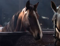 extant_XenaWarriorPrincess_5x04-AnimalAttraction_1403