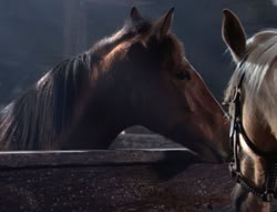 extant_XenaWarriorPrincess_5x04-AnimalAttraction_1405