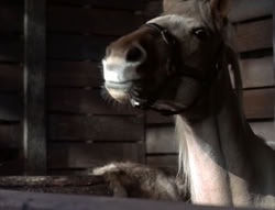 extant_XenaWarriorPrincess_5x04-AnimalAttraction_1418