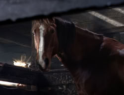 extant_XenaWarriorPrincess_5x04-AnimalAttraction_1566
