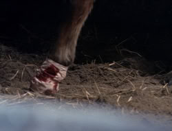 extant_XenaWarriorPrincess_5x04-AnimalAttraction_1568
