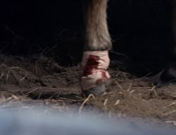 extant_XenaWarriorPrincess_5x04-AnimalAttraction_1569