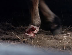 extant_XenaWarriorPrincess_5x04-AnimalAttraction_1571