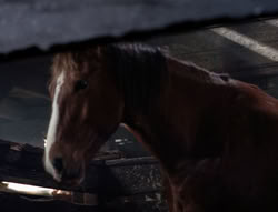 extant_XenaWarriorPrincess_5x04-AnimalAttraction_1580