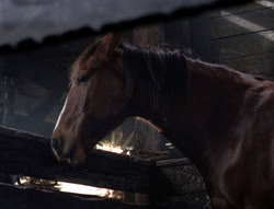 extant_XenaWarriorPrincess_5x04-AnimalAttraction_1586