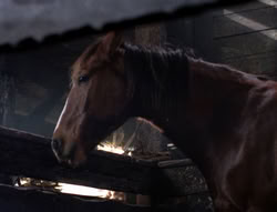 extant_XenaWarriorPrincess_5x04-AnimalAttraction_1587
