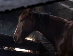 extant_XenaWarriorPrincess_5x04-AnimalAttraction_1588