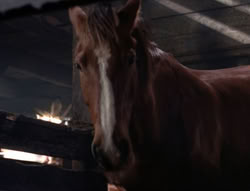 extant_XenaWarriorPrincess_5x04-AnimalAttraction_1992