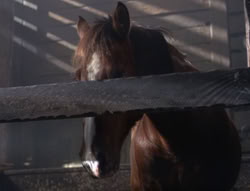 extant_XenaWarriorPrincess_5x04-AnimalAttraction_1999