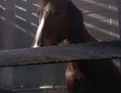 extant_XenaWarriorPrincess_5x04-AnimalAttraction_2000
