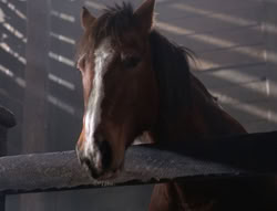 extant_XenaWarriorPrincess_5x04-AnimalAttraction_2002