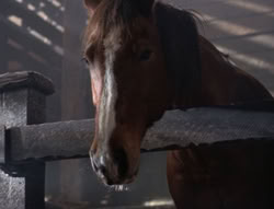 extant_XenaWarriorPrincess_5x04-AnimalAttraction_2003