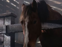 extant_XenaWarriorPrincess_5x04-AnimalAttraction_2010