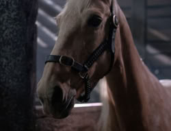 extant_XenaWarriorPrincess_5x04-AnimalAttraction_2103
