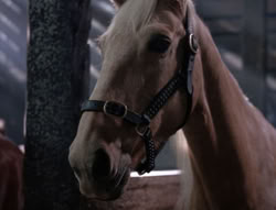 extant_XenaWarriorPrincess_5x04-AnimalAttraction_2104
