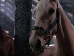 extant_XenaWarriorPrincess_5x04-AnimalAttraction_2106