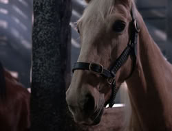 extant_XenaWarriorPrincess_5x04-AnimalAttraction_2107