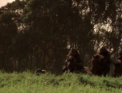 extant_XenaWarriorPrincess_5x04-AnimalAttraction_2818