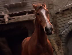 extant_XenaWarriorPrincess_5x04-AnimalAttraction_3269